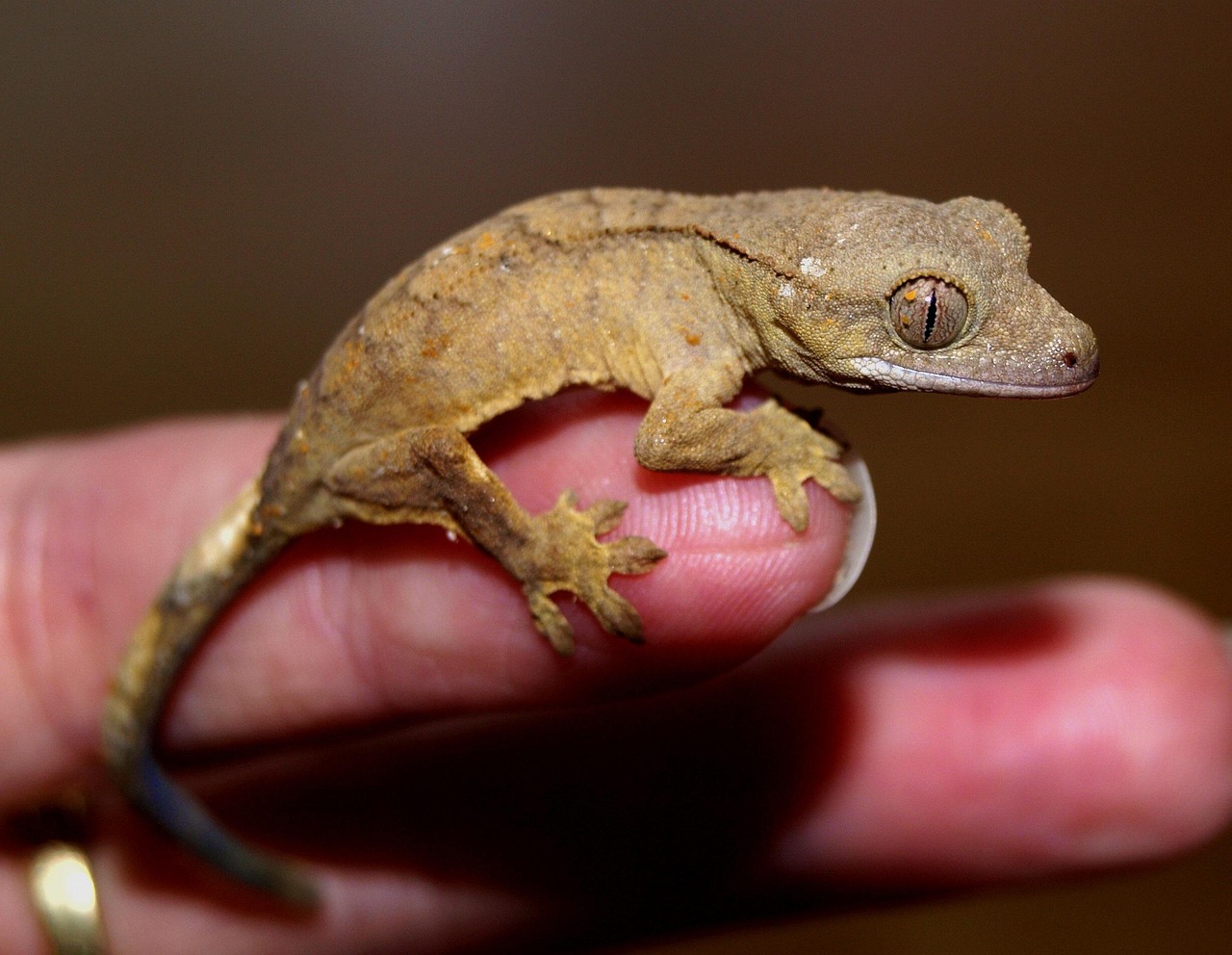Gekko