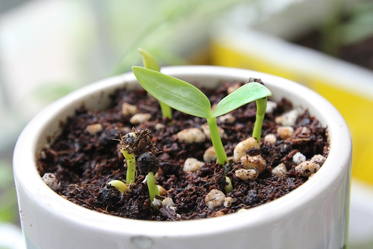 Spinazie planten