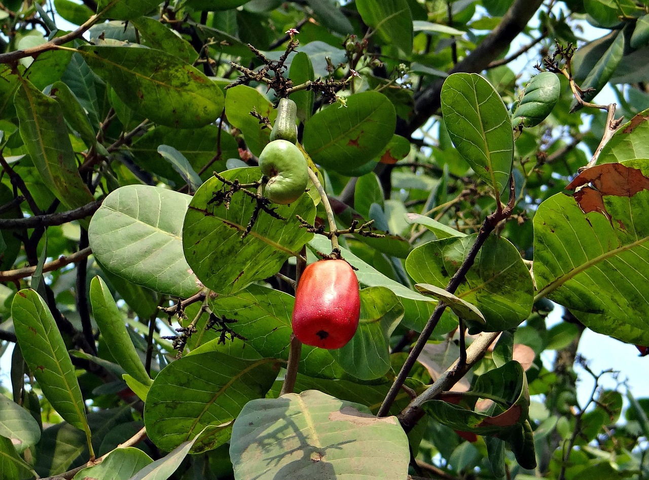 Cashewboom