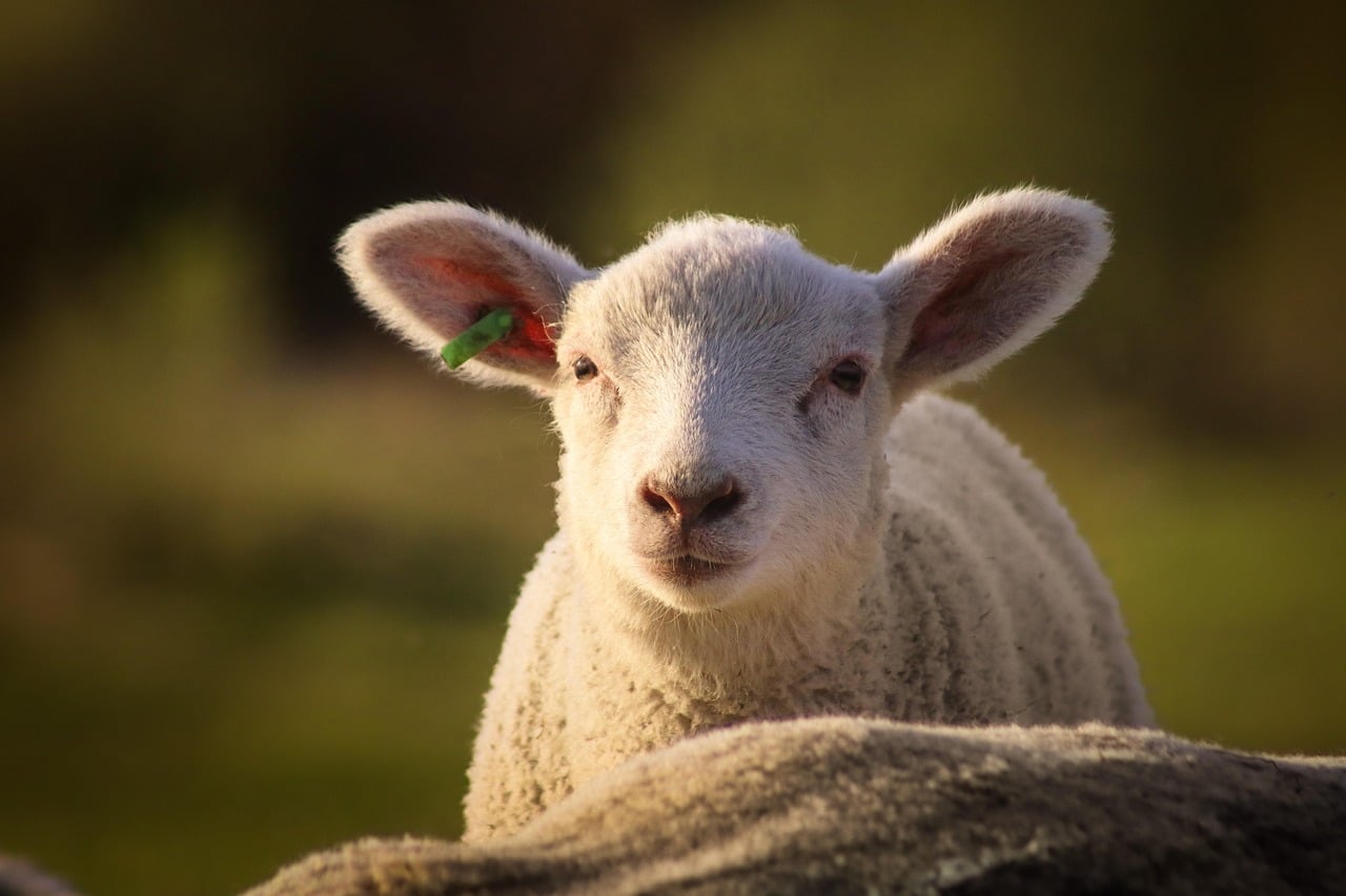Schaap